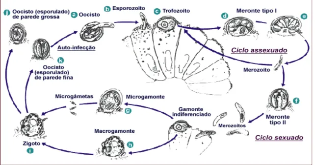 Figura 3.5 – Representação esquemática do ciclo de vida de Cryptosporidium spp. (adaptado  de Palmateer, 2003) 
