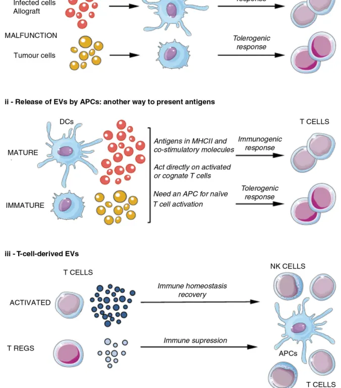 Figure 1.4 EV’s role in immune response. Adapted from (2).   