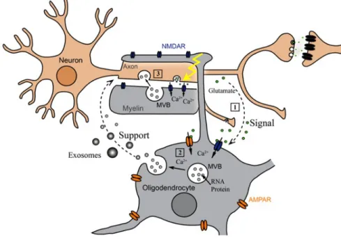 Figure 1.5 Oligodendroglial exosomes in neuron-glia communication. Adapted from  (36) 