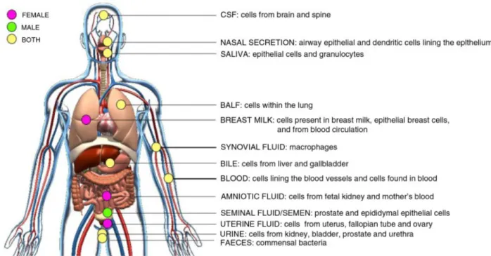 Figure 1.7 Schematic of in vivo-derived EVs isolated from body fluids. Adapted from  (2) 