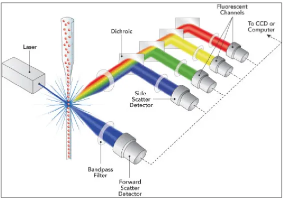 Figure 1.8 Schematic representation of how the 3 main parts of a flow cytometer work together