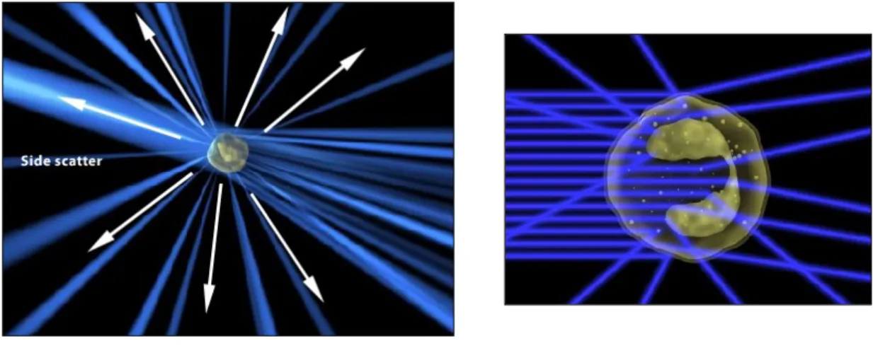Figure 1.9  How FSC and SCC scattered light is measured by a flow cytometer.  Adapted from  https://www.bnitm.de/seeis2010/presentations/introduction_flowcytometry.pdf 