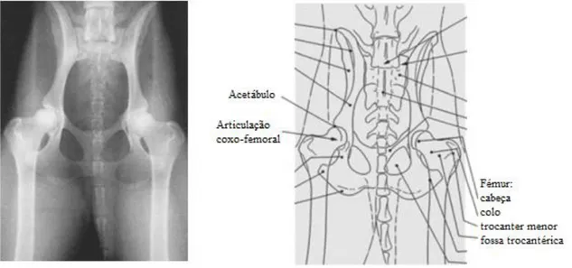 Figura  1-  Radiografia  da  pélvis e  da  articulação  coxo-femoral:  projecção  ventro-dorsal  (à  esquerda); 
