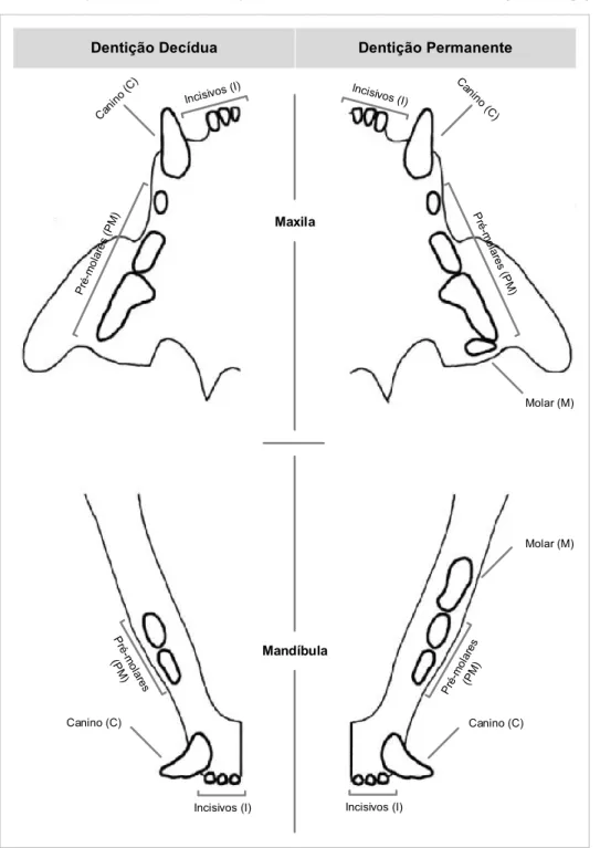 Figura 6. Dentição decídua e dentição permanente adaptado de Booij-Vrieling (2010). 