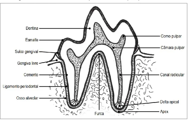 Figura 7. Diagrama da anatomia do dente adaptado de Mitchell (2002). 