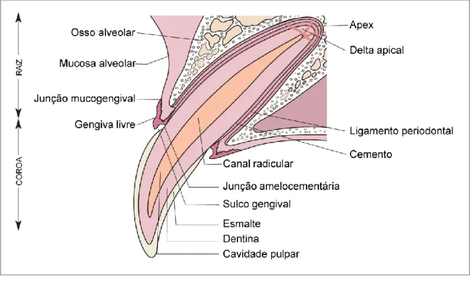 Figura 8. Anatomia do dente, dente canino e estruturas envolventes adaptado de Lewis e  Reiter (2010)