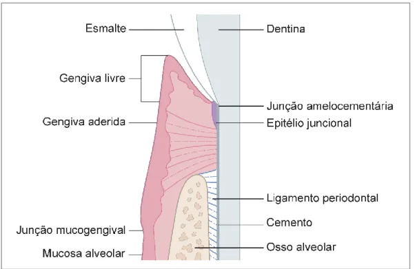 Figura 9. Corte transversal dos tecidos periodontais próximos da junção da coroa com a raiz  do dente, adaptado de Gorrel e Hale (2012)