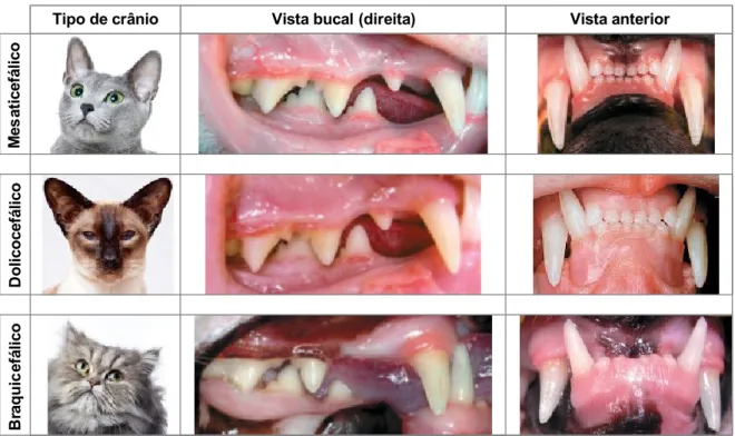 Figura 10. Oclusão dentária nos vários tipos de crânio. 