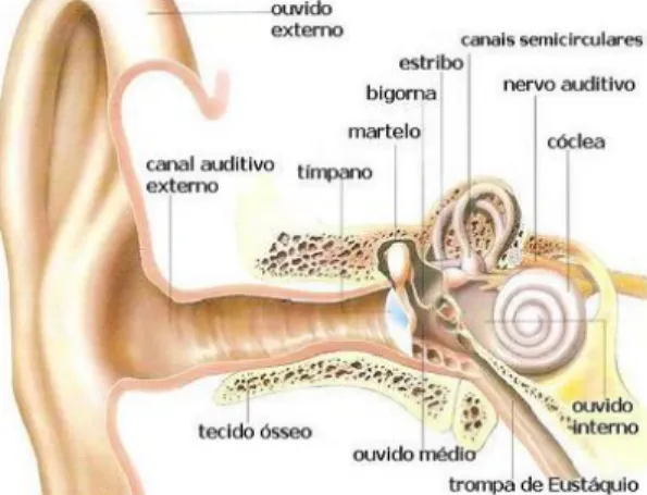 Figura 10 - Sistema sensorial auditivo