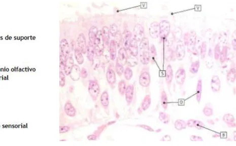 Figura  6  -  Representação  dos  diferentes  tipos  celulares  que  constituem  o  epitélio  olfactivo