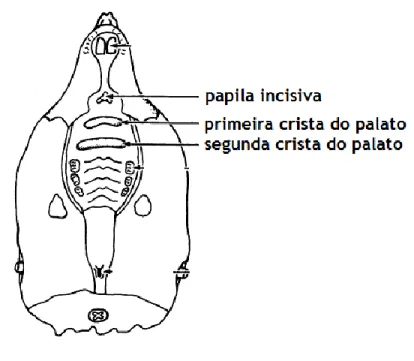 Figura 9 – Ilustração do local de incisão para extracção de epitélio olfactivo. Adaptado de  Uraih and Maronpot,  1990