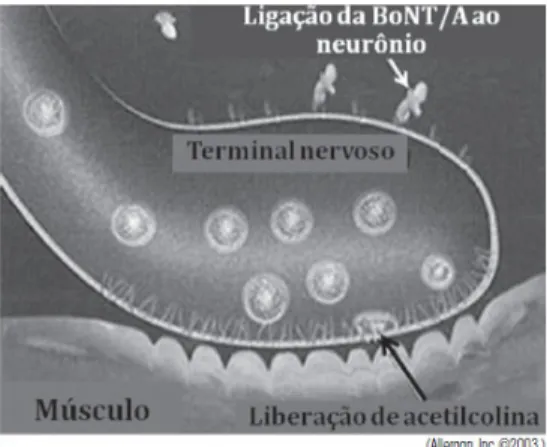 Figura   13   -­‐   Ligação   da   BoNT/A   aos   recetores   da   junção   neuromuscular   de   neurônios   colinérgicos   de    nervos   motores   periféricos