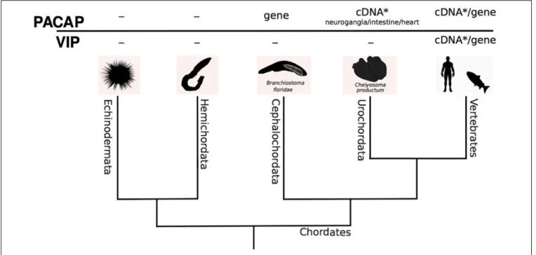 FIGURE 6 | A dendrogram representing the phylogenetic relationship of the invertebrate deuterostome phyla