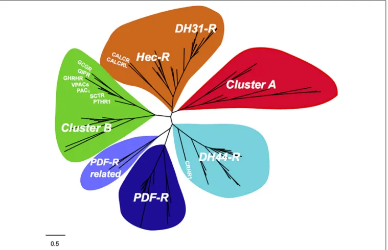 FIGURE 8 | Evolutionary relationships of the nematode and arthropod family B1 GPCRs with the human homologs