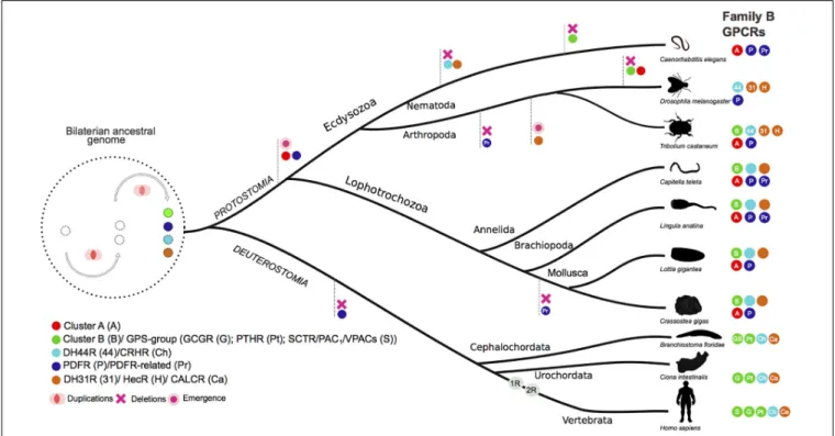 FIGURE 9 | Proposed evolutionary model for the Ecdysozoans and Lophotrochozoan family B1 GPCRs