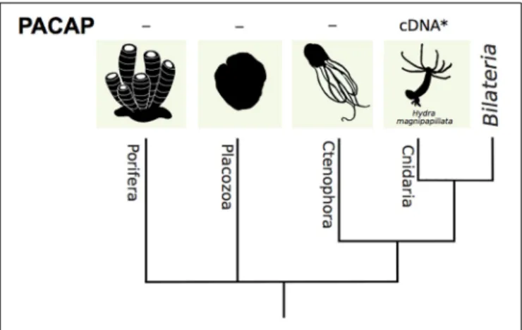 FIGURE 3 | A dendrogram representing the phylogenetic relationship of non-bilaterian phyla