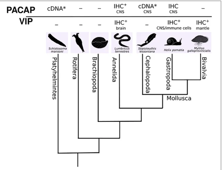 FIGURE 5 | A dendrogram representing the phylogenetic relationships of the main Lophotrochozoan phyla