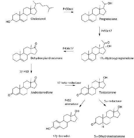 Figure 1.2  Steroidogenic pathway leading to the synthesis of testosterone from cholesterol