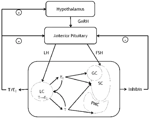 Figure 1.4  Overview  of  the  hypothalamic-pituitary-testicular  axis.  GnRH,  gonadotropin  releasing  hormone; LH, luteinizing hormone;  FSH, follicle-stimulating hormone; LC, Leydig cell; SC,  Sertoli cell; PMC, peritubular myoid cell; GC, germ cell; T