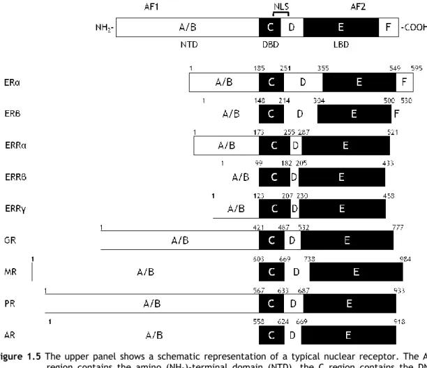 Figure 1.5  The upper panel  shows  a  schematic representation  of a typical nuclear receptor