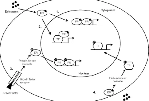 Figure  1.8  Mechanisms  of  estrogen  control  of  gene  expression.  1.  Classical  mechanisms  –  estrogens  enter the cell, bind to their cognate nuclear receptors (ER) which travel to the nucleous and  bind, as dimmers, to estrogen responsive elements