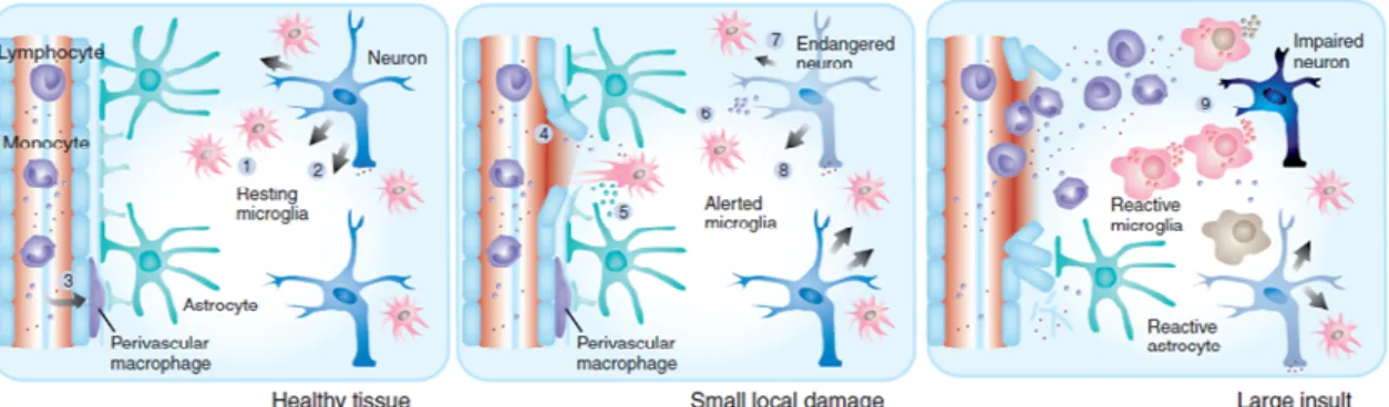 Figure  1:  Activity  states  of  microglia.  Left,  microglial  cells  in  normal  tissue  constantly  screen  their  environment