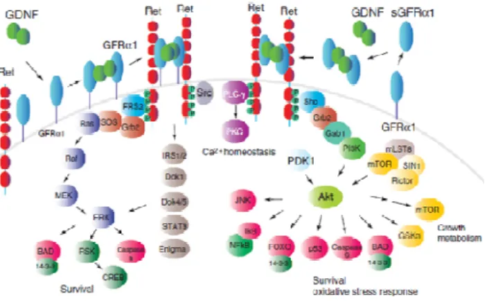 Figure 3: Overview of GDNF signaling (Aron 2010).