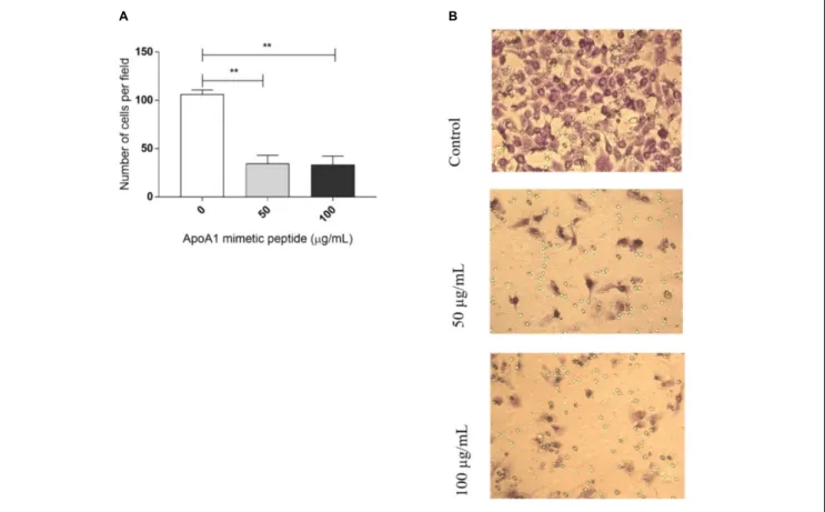 FIGURE 4 | The ApoA1 mimetic peptide hampers cancer cells invasion. A transwell migration assay was performed with SKOV3 cells exposed to the ApoA1 mimetic peptide at a concentration of 50 and 100 µg/mL, and with unexposed SKOV3 cells (control)