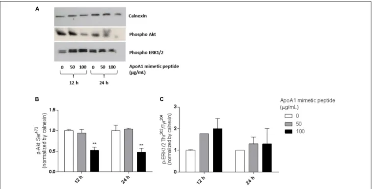 FIGURE 5 | The ApoA1 mimetic peptide strongly suppresses Akt signaling in ovarian cancer cells