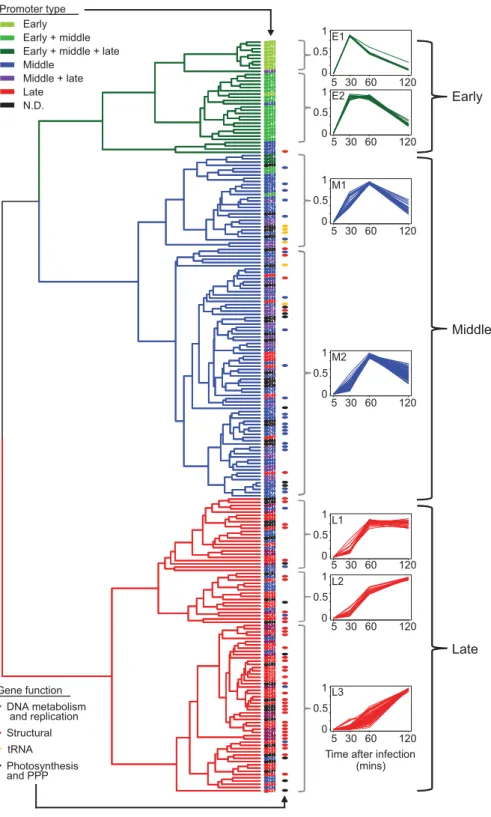 Figure 3 The temporal expression program of the Syn9 phage. Clustering of phage genes by their expression patterns is presented as a dendrogram with early, middle and late expression clusters shown in green, blue and red lines, respectively