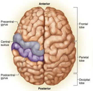 Figura 1. Córtex somatossensorial primário (giro pós-central) em vista superior. (14)