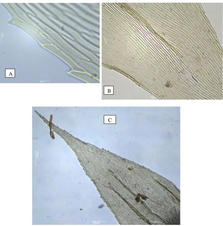 Figura  2:  Brachythecium  ruderale  (Brid.)  W.  R.  Buck  –  A)  margem  do  filídeo,  B)  centro  do  filídeo, C) Vista geral do filídeo