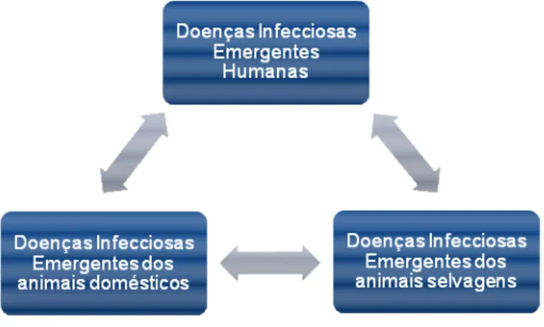 Figura  1  –  Interacção  entre  humanos,  animais domésticos  e  selvagens  no  processo  de aparecimento das doenças infecciosas emergentes