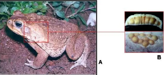 Figura 5. (A) Exemplar do sapo cururu Rhinella schneideri evidenciando a glândula parotóide (retângulo  vermelho)