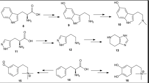 Figura 6. Rota Biosintética das principais aminas biogênicas isoladas de pele de anfíbios