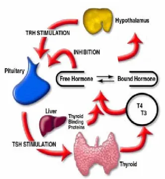 Figure 1 Hypothalamic - pituitary gland - thyroid gland axis. Thyroid hormone levels are regulated by  a  feedback  inhibition  mechanism  which  operates  along  the  hypothalamic-pituitary-thyroid  axis