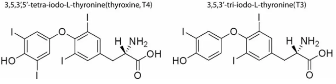 Figure 2 The chemical structure of thyroid hormones T 4  (left) and T 3  (right)  (Lundberg, 2006)