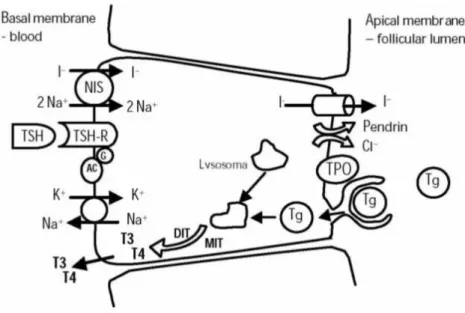 Figure 3. Thyroid hormones biosynthesis pathway in a thyroid follicle cell. The first step to hormone  synthesis is the import of iodide into the follicular cells, an active transport process (an ATP-pump pumps  K +  in and Na +  out of the cell) that occu