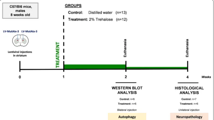 Fig. 5  Study design for the lentiviral based MJD model. Twenty‑five C57/Bl6 mice, males, 8 weeks old, were stereotaxically‑injected in the striatum  with lentiviral vectors encoding mutant human ataxin‑3 with 72 CAG repeats