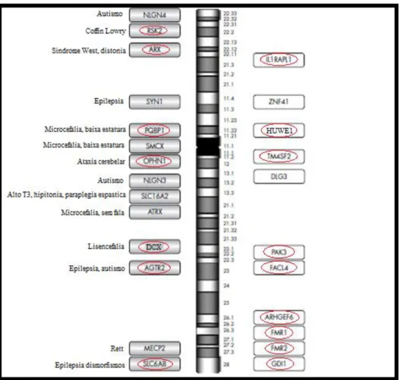 Figura  1:  Alguns  genes  no  cromossomo  X  que  quando  mutados  causam  deficiência  intelectual