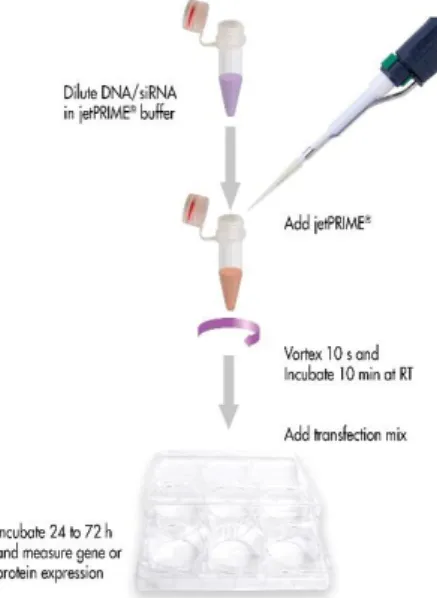 Figure 2.2-DNA transfection protocol.