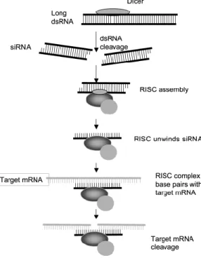 Figure 2.3-RNAi mechanism. 60