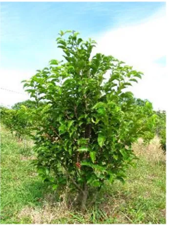Figura 4 – Exemplar de  Prunus azorica em pomar  de sementes 
