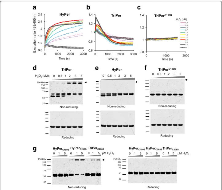 Fig. 2 TriPer ’ s responsiveness to H 2 O 2 in vitro. a – c Traces of time-dependent changes to the redox-sensitive excitation ratio of HyPer (a), TriPer (b), or the TriPer mutant lacking its peroxidatic cysteine (TriPer C199S ) (c) in response to increasi