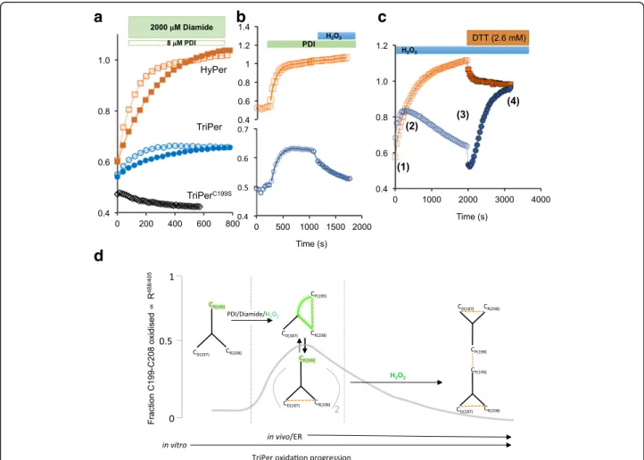 Fig. 3 TriPer ’ s responsiveness to H 2 O 2 in a thiol-oxidizing environment. a Traces of time-dependent changes to the excitation ratio of HyPer (orange squares), TriPer (blue spheres), and TriPer mutant lacking its peroxidatic cysteine (TriPer C199S , bl
