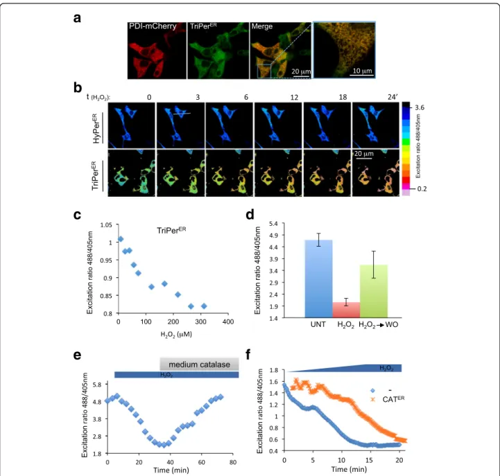 Fig. 4 ER-localized TriPer responds optically to exogenous H 2 O 2 . a Fluorescent photomicrographs of live COS7 cells, co-expressing TriPer ER and PDI-mCherry as an ER marker