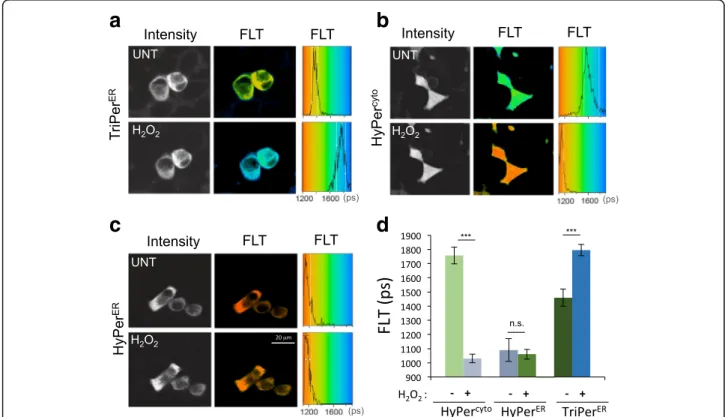 Fig. 5 Fluorescence lifetime reports on the redox status of HyPer and TriPer. a – c Fluorescence intensity-based (in grayscale) and lifetime images (color-coded to the scale of the histogram on the right) of RINm5F cells expressing TriPer ER (a), HyPer cyt