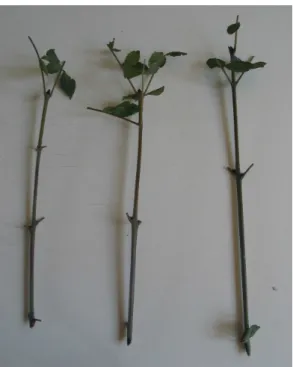 Figura  19  –  Estacas  de  Freixo  (Fraxinus  angustifolia).  