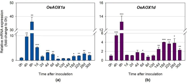 Figure 5. Relative mRNA expression of (a)  OeAOX1a and (b)  OeAOX1d in stem basal segments of   O