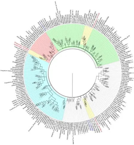 Figure 1. Neighbor-Joining (NJ) tree showing the relationships among deduced AOX sequences from  56 plant species, including monocot and eudicot plant species